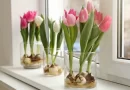 When to Plant Tulips