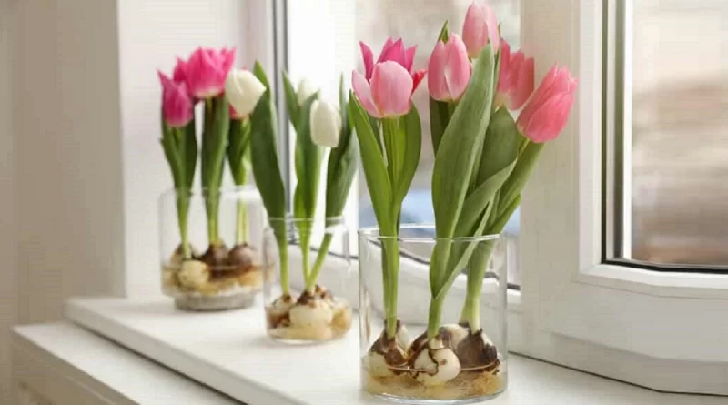 When to Plant Tulips