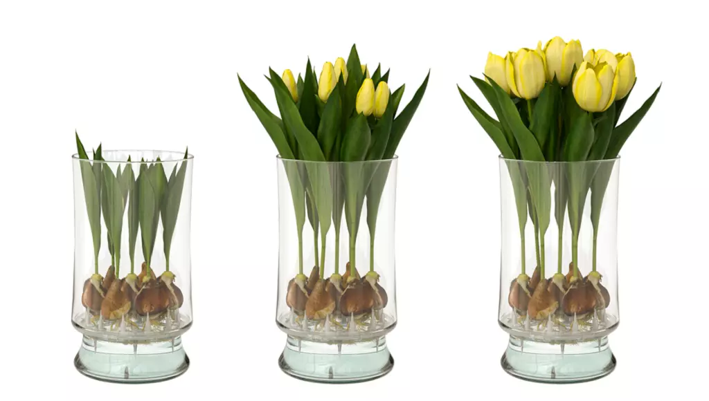 When to plant Tulips