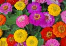 8 Fast-Growing Flowers to Plant Now for a Colorful Garden